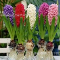 批發風信子種球 風信子盆栽顏色全土培水培花卉植物批發